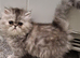 Stunning pure bred persian kittens bridgwater