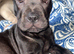 French pei black