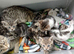 Marbel brown/dark female kitten
