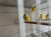 This years Irish canaries