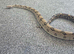 4 yr old male boa for sale