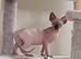 Male Sphynx