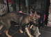 German shepherd x collie puppy (shollie)