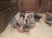 Chicks for sale.....1 day old upto 3 weeks old......pure breeds.....