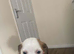 Jack russell