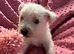West Highland Terrier puppies.