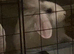 Holland lop