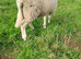 Lleyn Young Tups