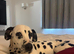 Gorgeous female Dalmatian