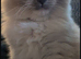 Ragdoll kittens for sale