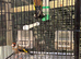 Goldfinch breeding pair