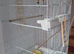 Large white bird cage
