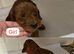 F1 red/golden cockapoo