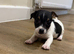 Girl Jack Russell