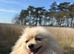 Beautiful white Pomeranian female
