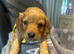 F1 cockapoo ready 16 July