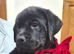 Rottweiler/Labrador puppies.