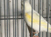 Yellow mosaic canary