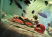 20+ Mbuna Cichlids