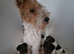Ourstanding wired fox terrier puppies
