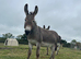 STUD Donkey