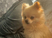3 dogs for sale