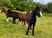 Outstanding group of Colt for sale.