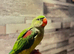 Handreared Alexanderine parrot