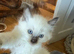 READY NOW Ragdoll kittens