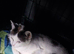 LAST KITTEN LEFT! Fluffy Black & White Female – Super Playful & Affectionate