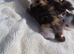 2 kittens for adoption