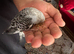 Young Hand-Tame Budgie / Baby Parakeet &ndash; Friendly & Healthy