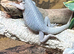 Hypo trans zero beardies