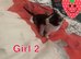 2 boys 2 girls kittens