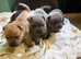 Last pup remaining Price drop French pei pups