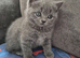 BSH X kittens for sale