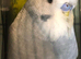 Baby Exhibition Budgie