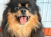 Pomeranian girls