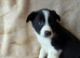 Baby Border Collie Only one available