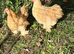 Pair of Buff Pekin Bantams