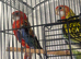 mele and female