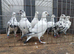 Tiger grizzle pigeons