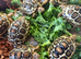 Leopard Tortoises Babies- Rare High Whites/ Standard Colouring