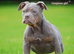 5 star Licensed, olde English bulldog, old tyme bulldog
