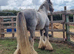 Lovely 13.2hh Cob Mare For Sale
