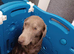 Silver labrador pups for sale