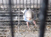 Baby budgies