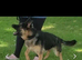 German shepherd wanted for exchange/swap