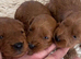 cockapoo puppies