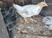 4 unsexed yokohama chicks (off heat)5 weeks old
